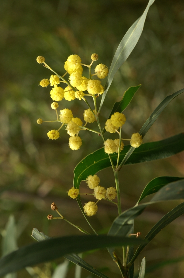 Acacia retinodes
